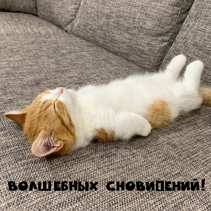 Волшебных сновидений!