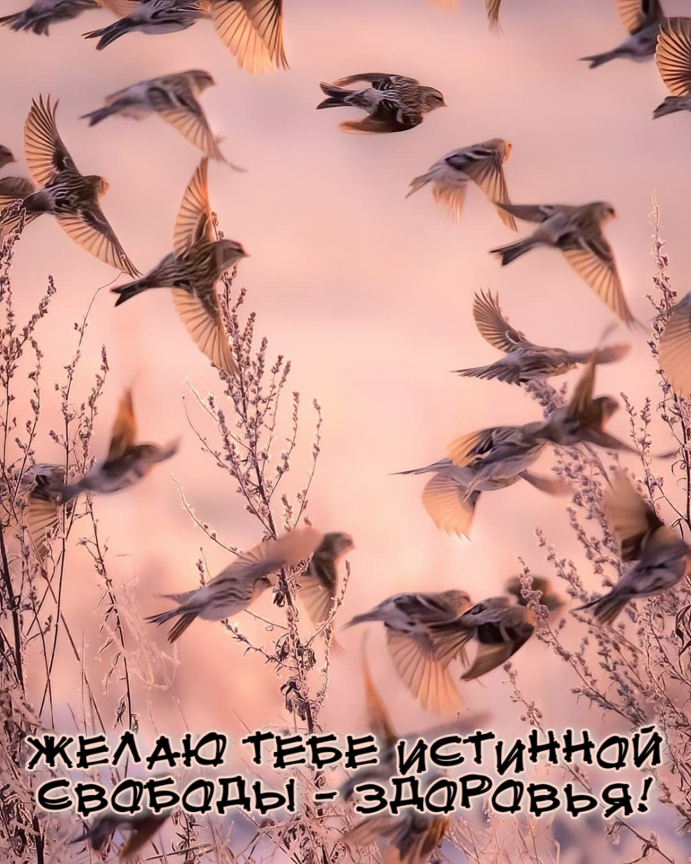 Желаю тебе истинной свободы — здоровья!
