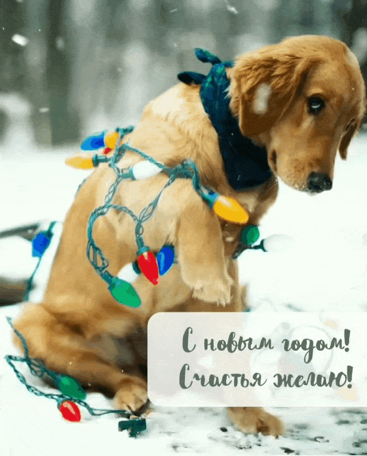 С новым годом! Счастья желаю!