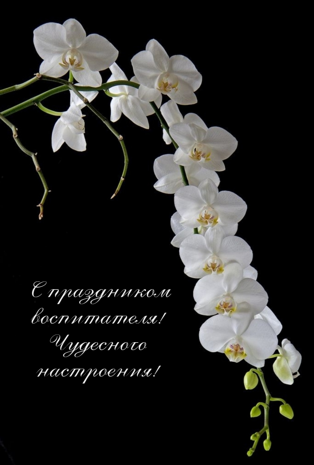 С праздником воспитателя! Чудесного настроения!