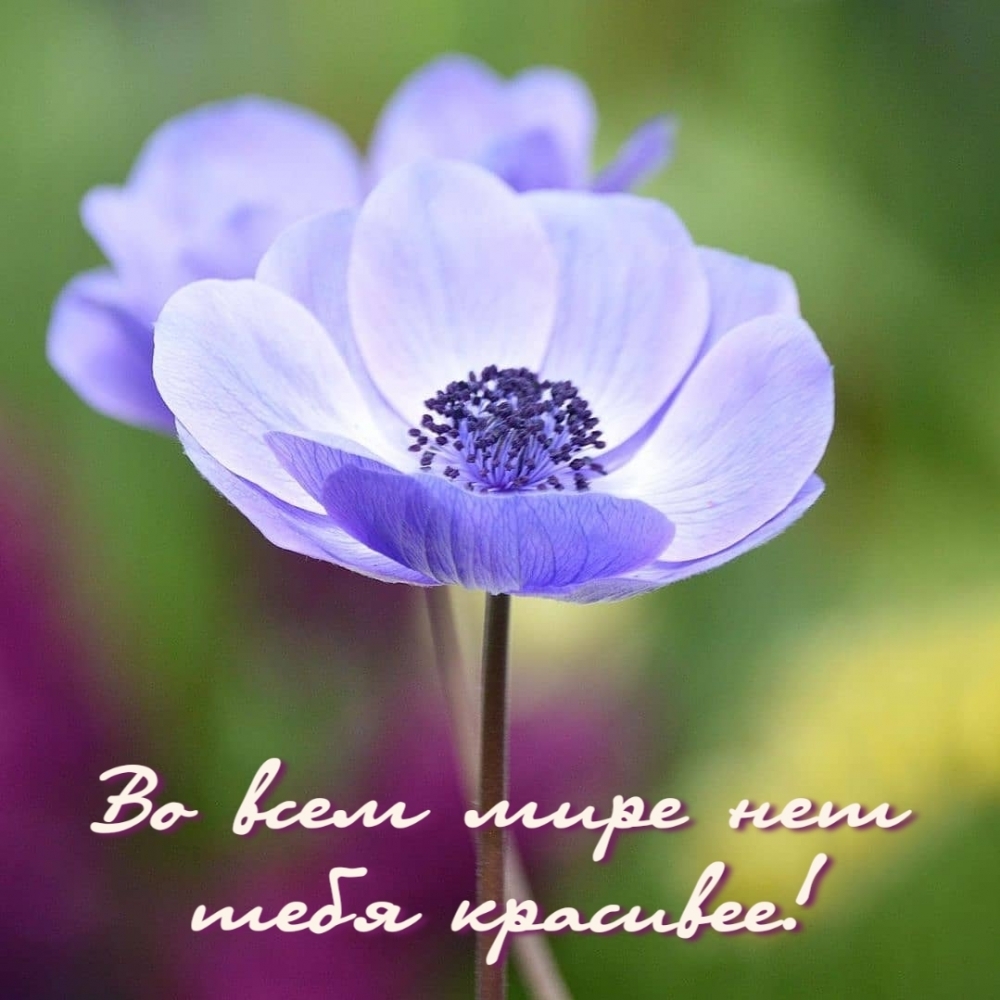 Во всем мире нет тебя красивее!