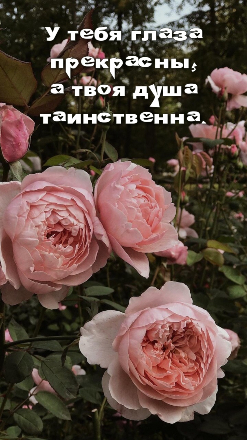 У тебя глаза прекрасны, а твоя душа таинственна.