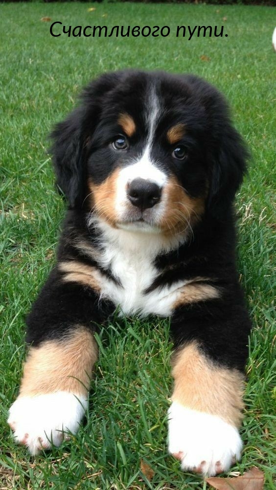 Картинки с надписями.  Счастливого пути..