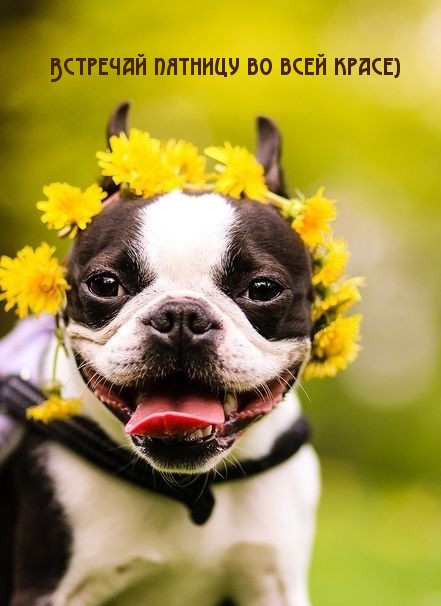 Встречай пятницу во всей красе)