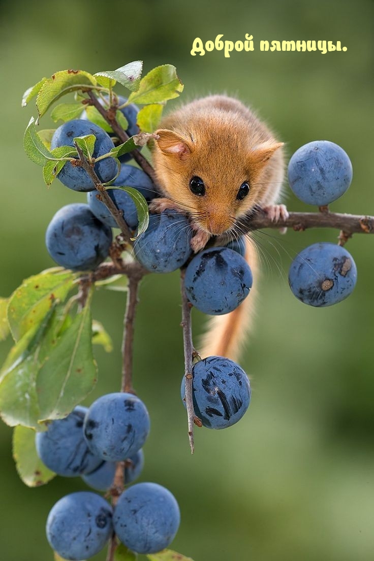 Доброй пятницы.