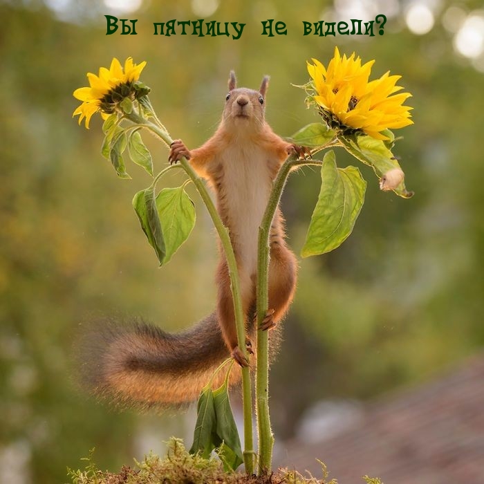 Вы пятницу не видели?