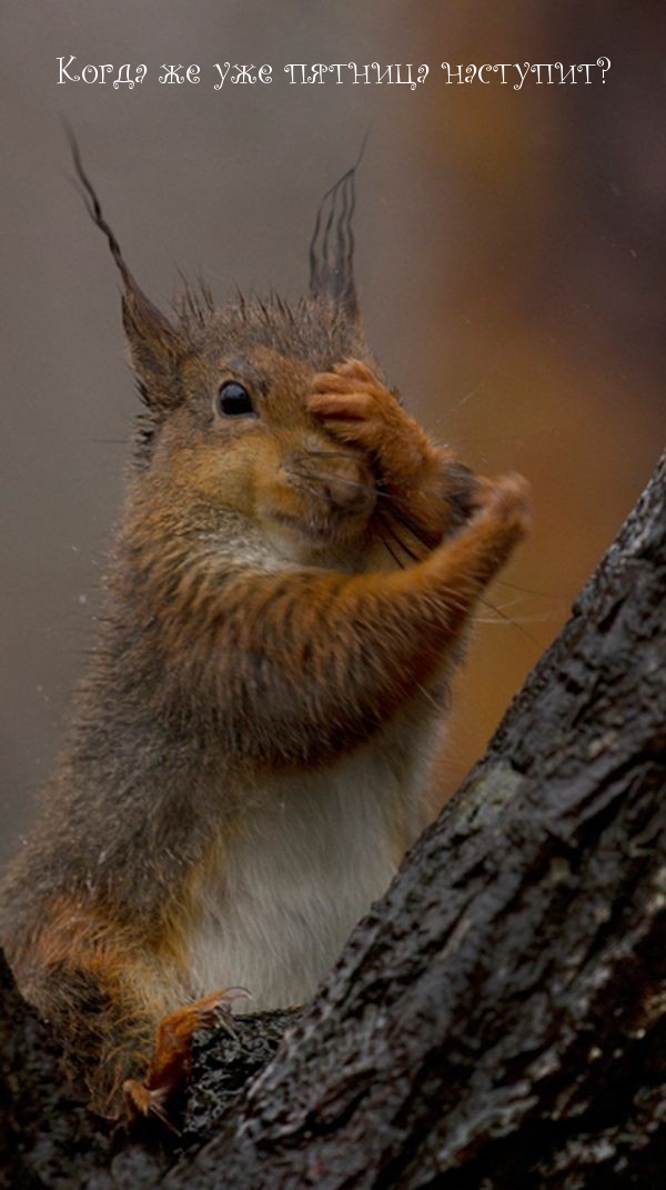 Когда же уже пятница наступит?
