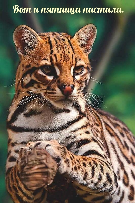 Вот и пятница настала.