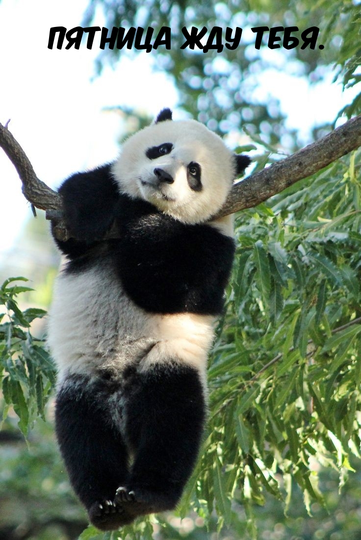 Пятница жду тебя.