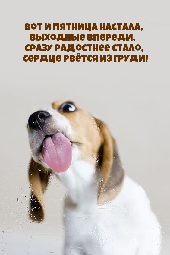 Вот и пятница настала, выходные впереди