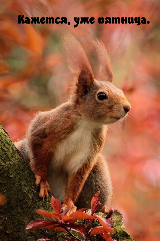 Кажется, уже пятница.