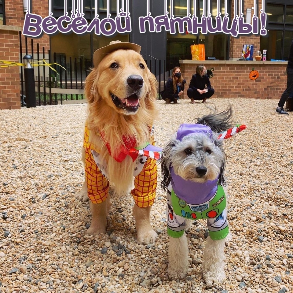 Весёлой пятницы!