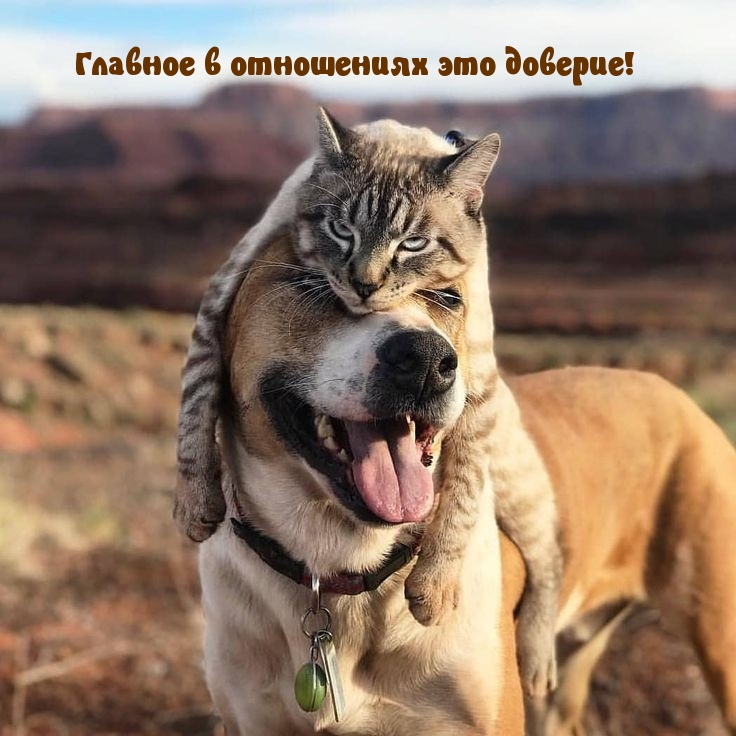 Главное в отношениях это доверие!