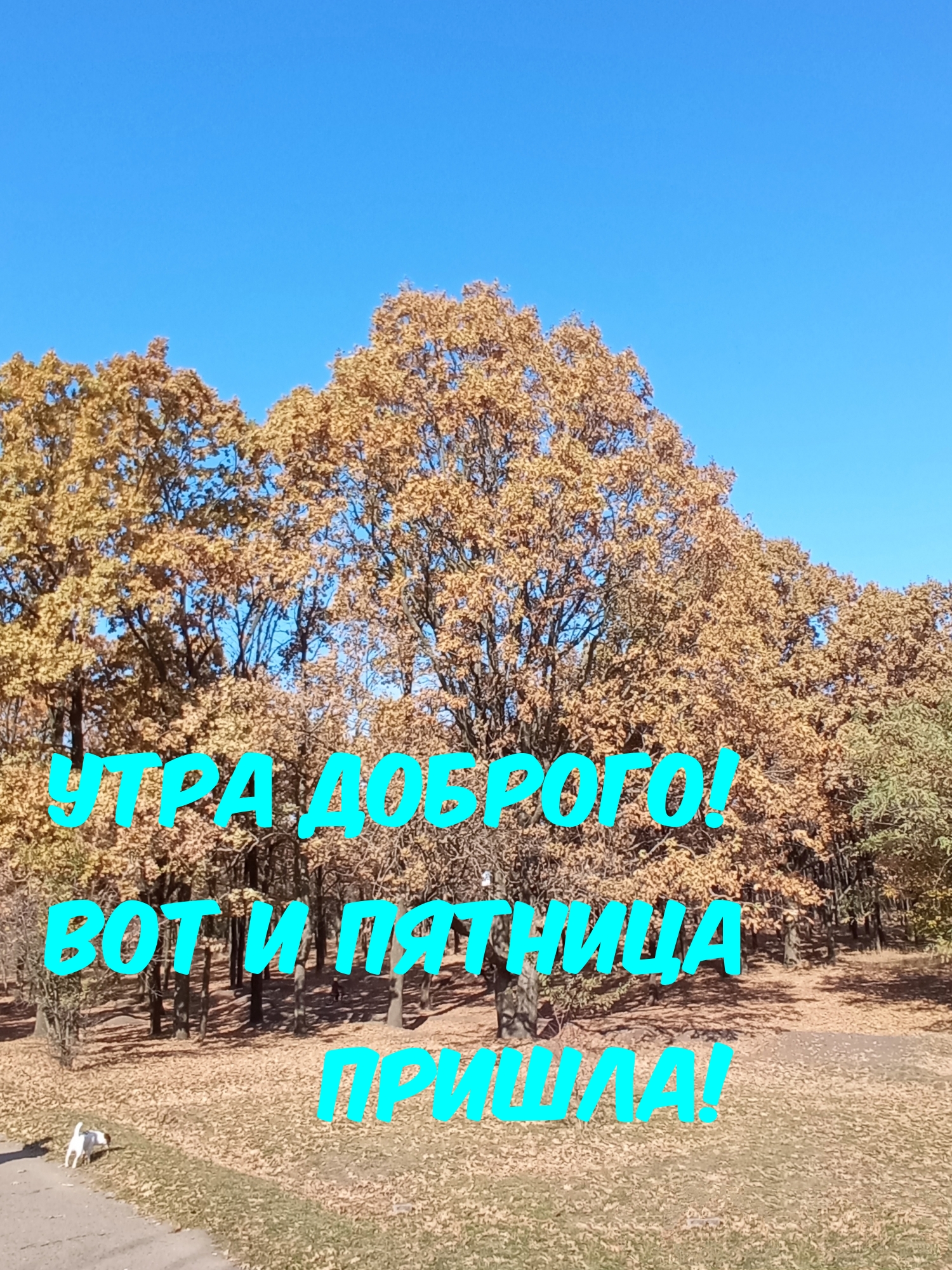 Утра доброго! Вот и пятница пришла!