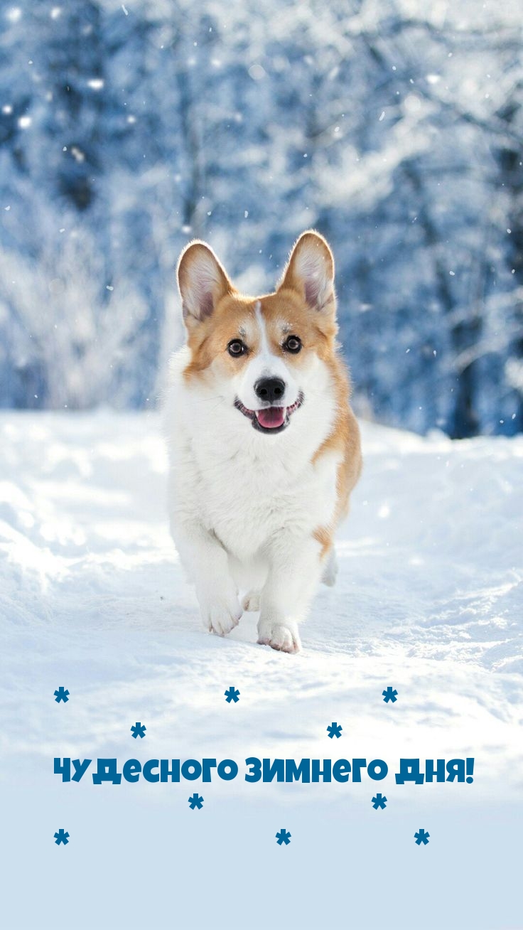 Картинки с надписями.  Чудесного зимнего дня!.