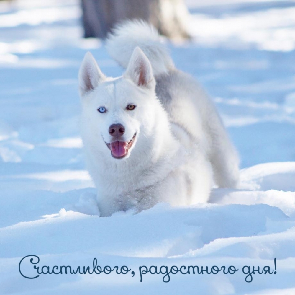 Счастливого, радостного дня!