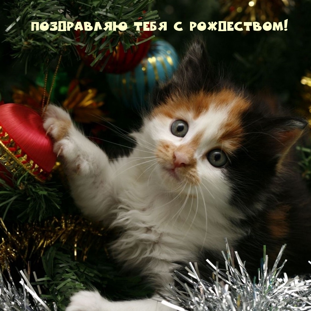 Картинки с надписями.  Поздравляю тебя с Рождеством!.