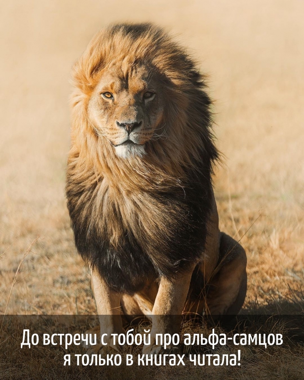 До встречи с тобой про альфа-самцов я только в книгах читала!