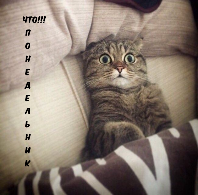 Что! Понедельник