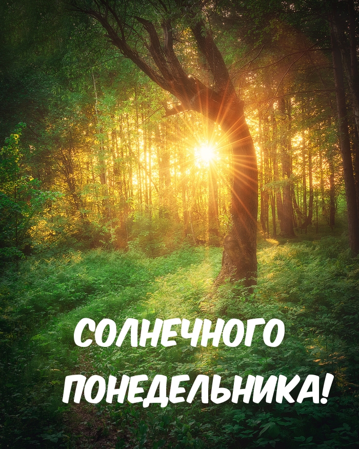 Солнечного понедельника!