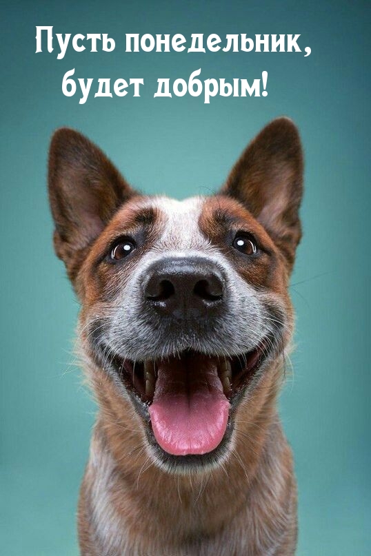 Пусть понедельник, будет добрым!