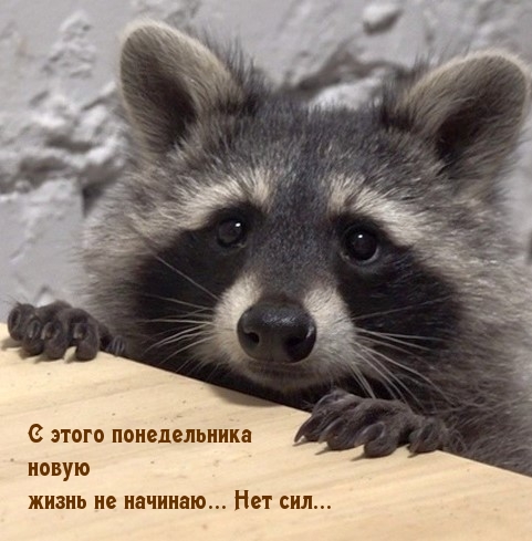 С этого понедельника новую жизнь не начинаю… Нет сил…