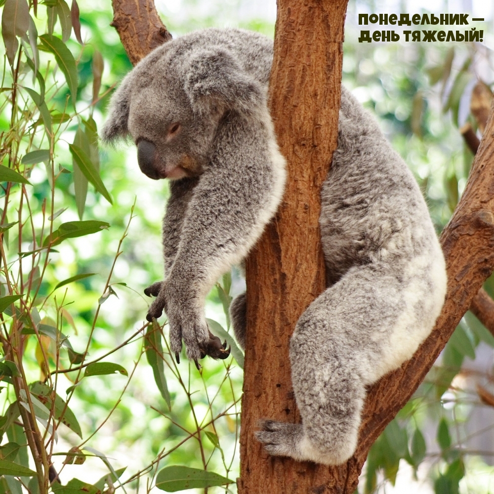 Понедельник — день тяжелый!