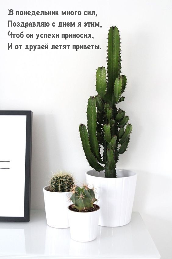 В понедельник много сил, поздравляю с днем я этим