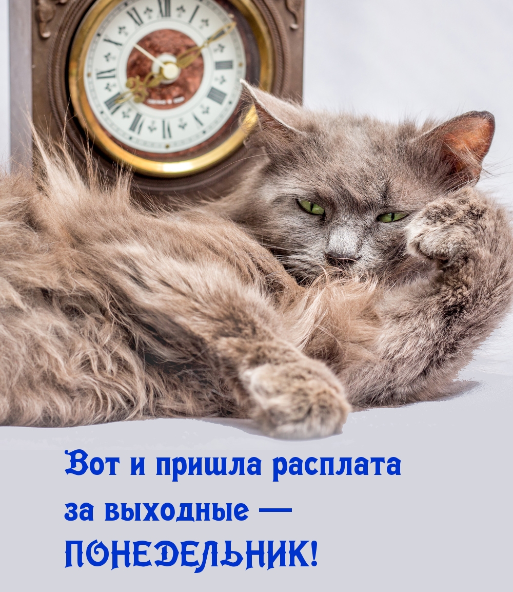 Вот и пришла расплата за выходные — ПОНЕДЕЛЬНИК!
