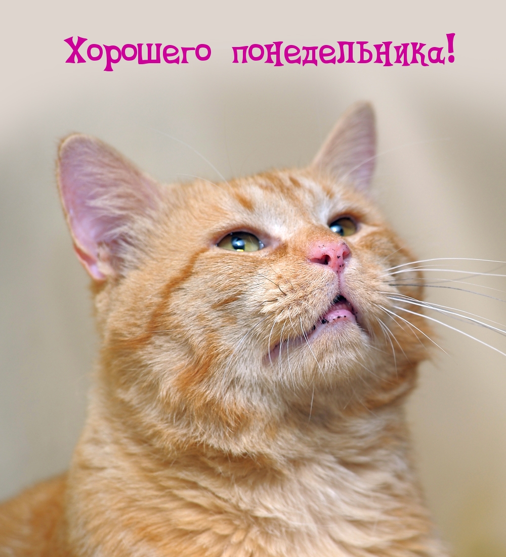 Хорошего понедельника!