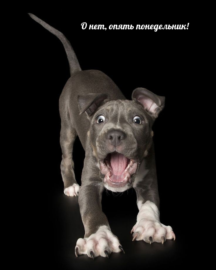 О нет, опять понедельник!