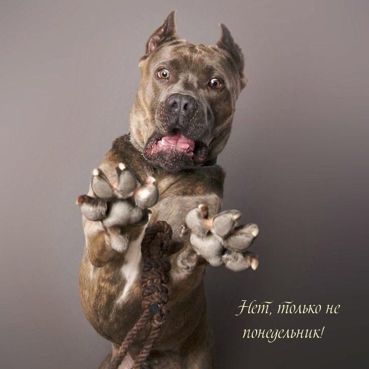 Нет, только не понедельник!