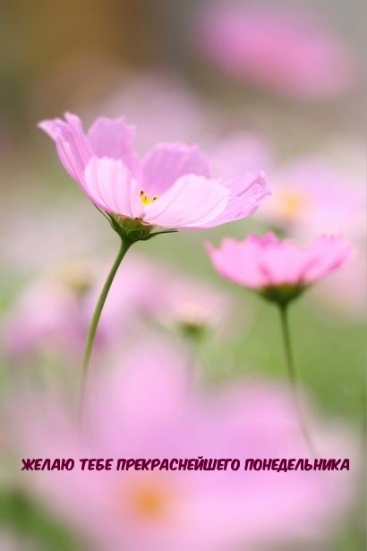 Желаю тебе прекраснейшего понедельника