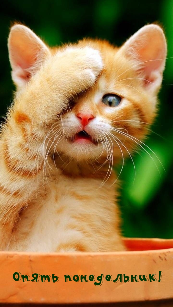 Опять понедельник!