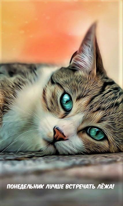 Понедельник лучше встречать лёжа!