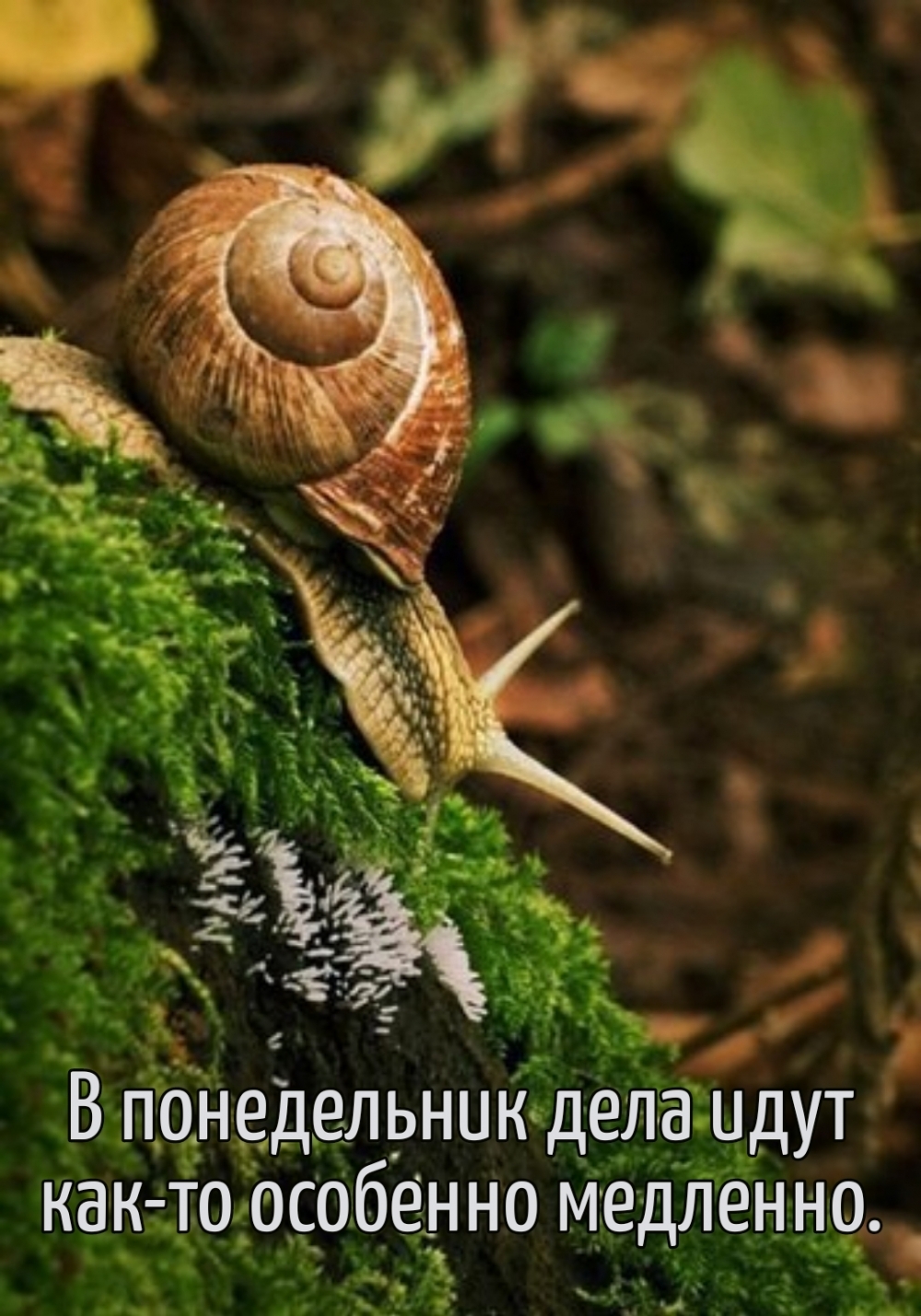 В понедельник дела идут как-то особенно медленно.