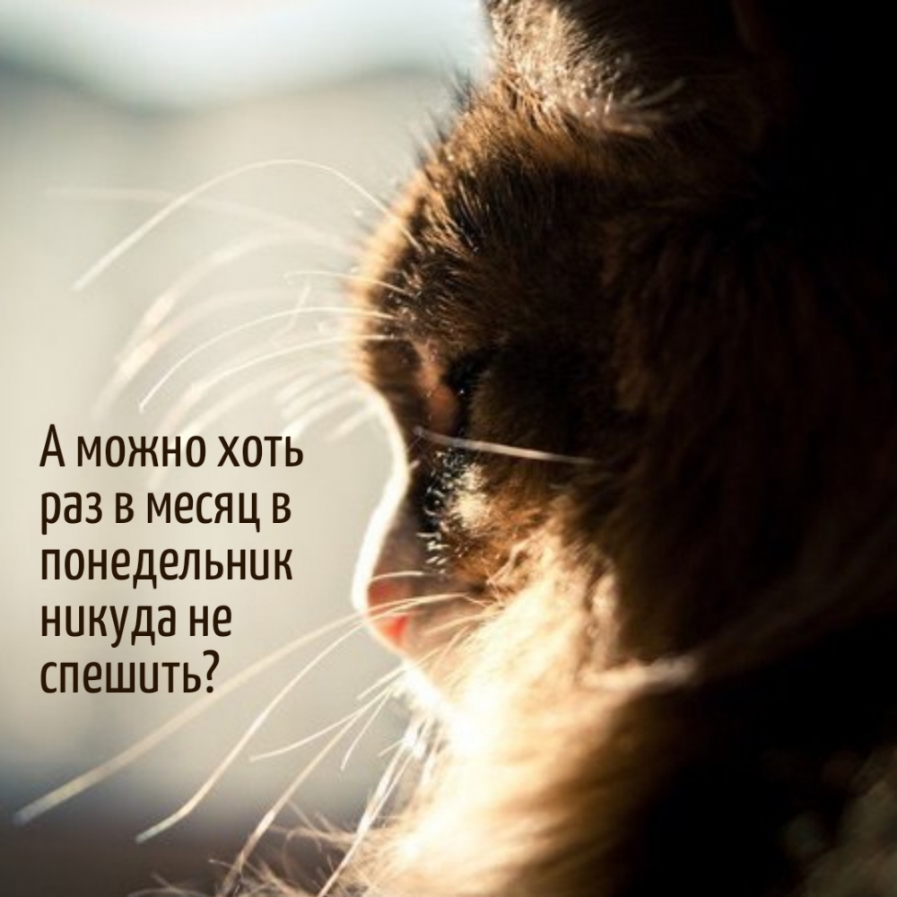 А можно хоть раз в месяц в понедельник никуда не спешить?