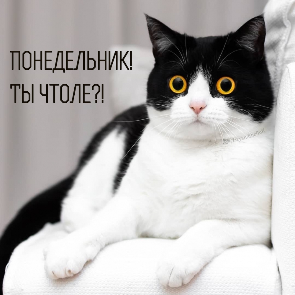 Понедельник! Ты чтоле?!