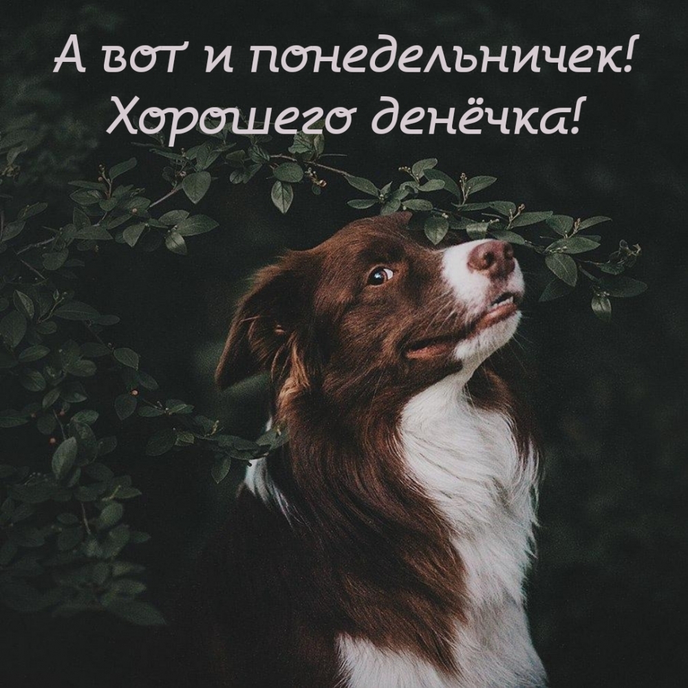А вот и понедельничек! Хорошего денёчка!