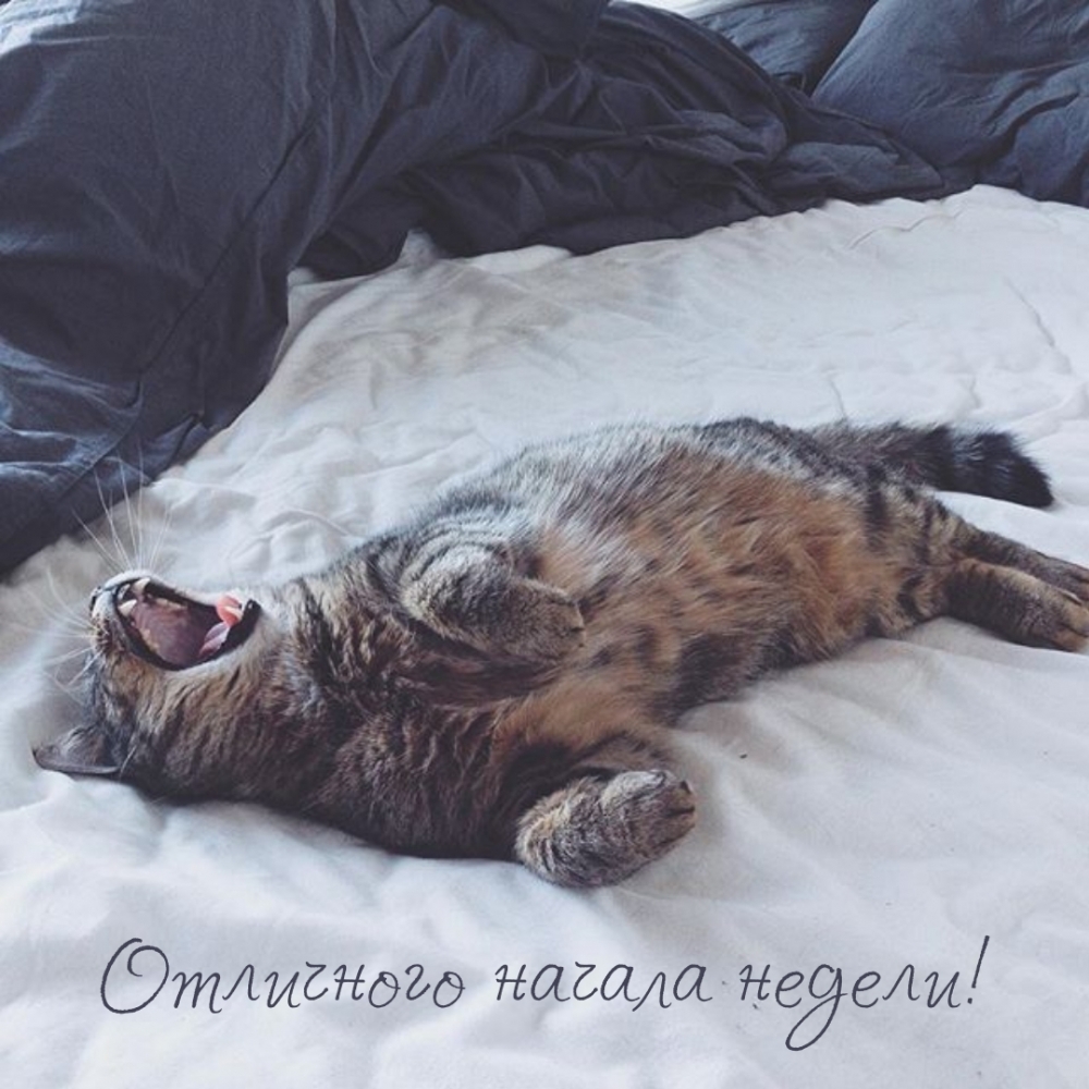 Отличного начала недели!