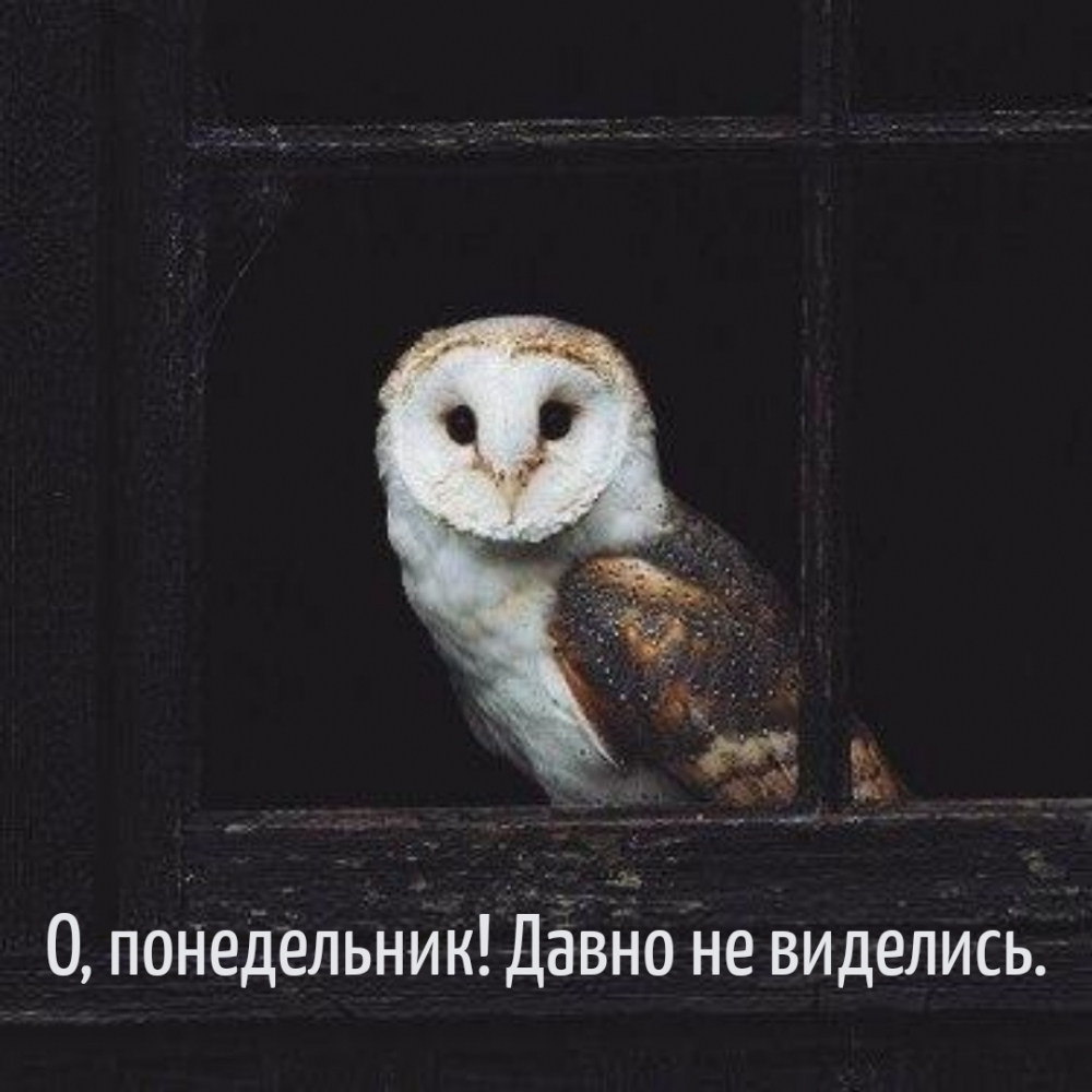 О, понедельник! Давно не виделись.