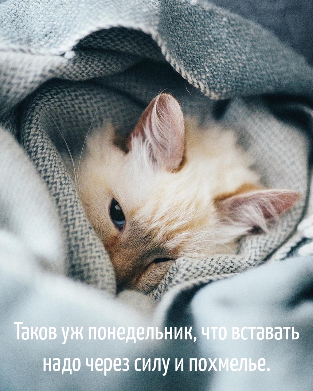 Таков уж понедельник, что вставать надо через силу и похмелье.