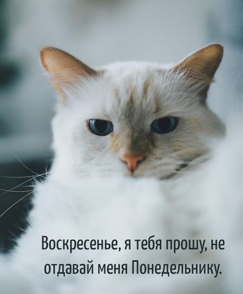 Воскресенье, я тебя прошу, не отдавай меня Понедельнику.