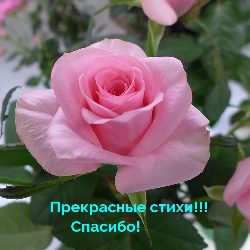 Прекрасные стихи! Спасибо!