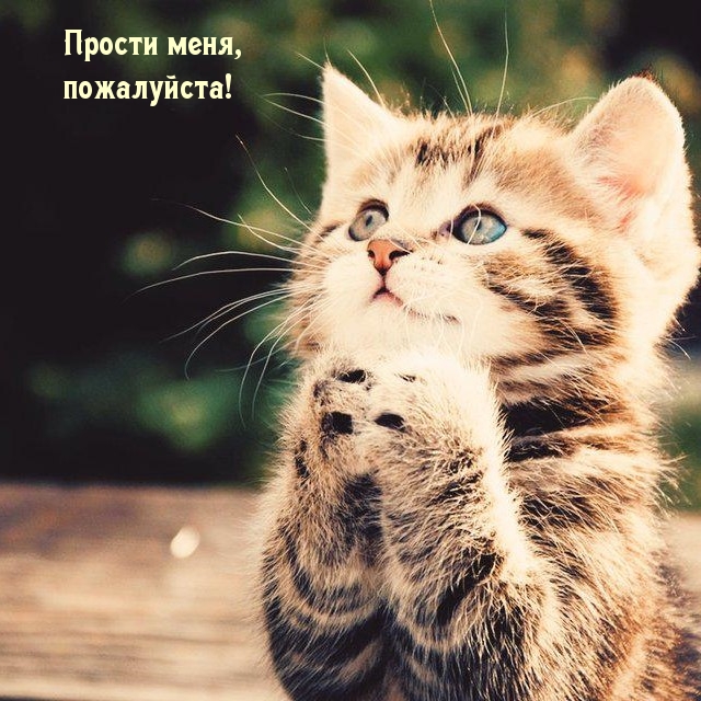 Прости меня, пожалуйста!