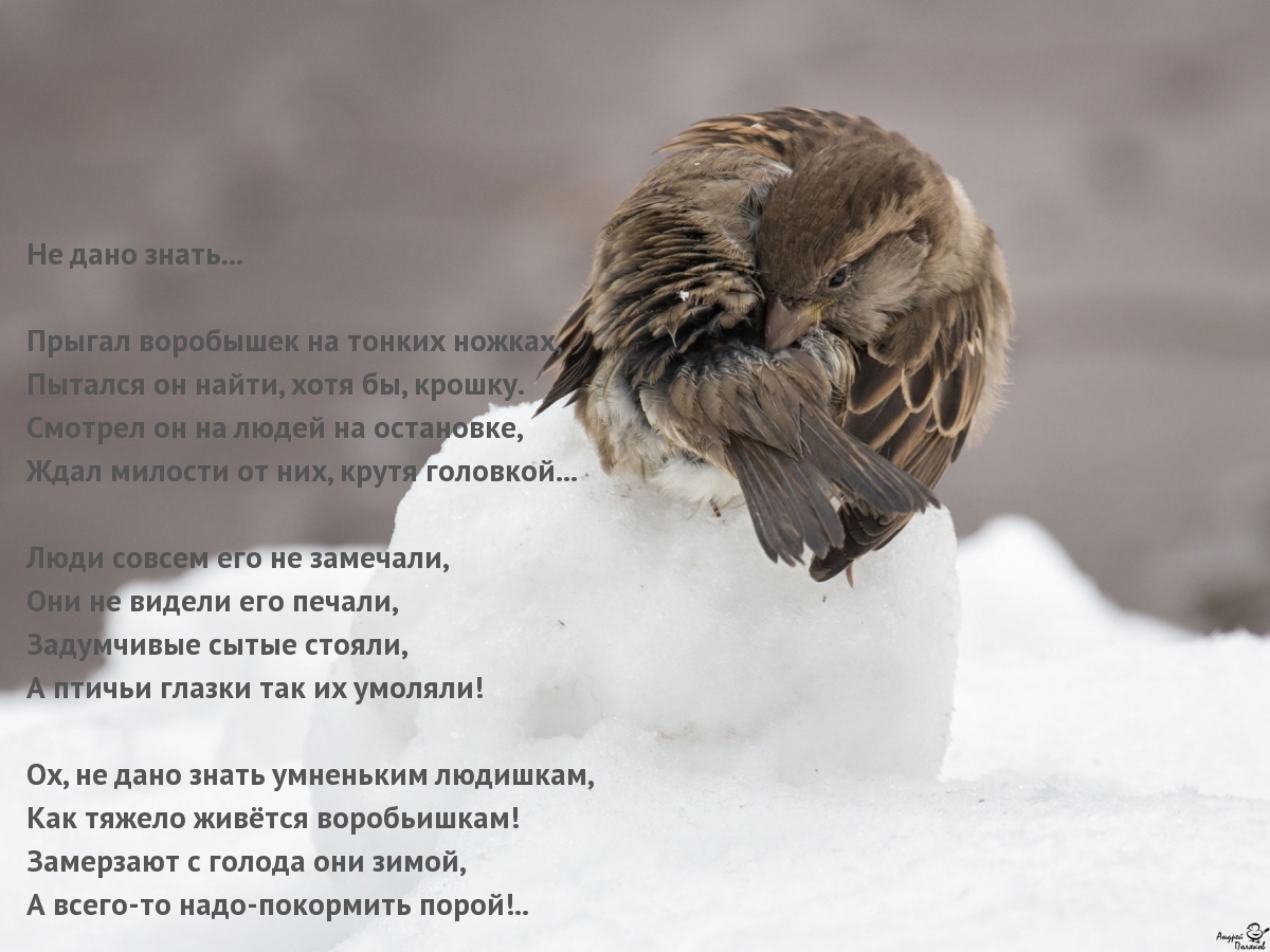 Не дано знать… Прыгал воробышек на тонких ножках