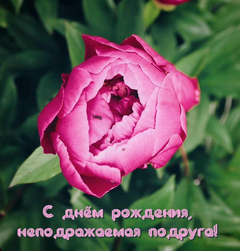 С днём рождения, неподражаемая подруга!