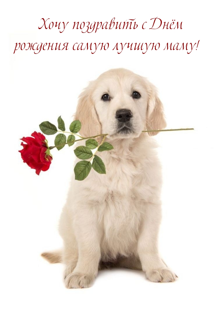 Хочу поздравить с Днём рождения самую лучшую маму!