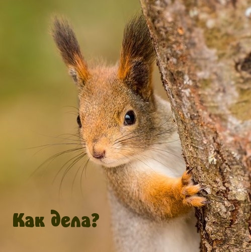 Как дела?