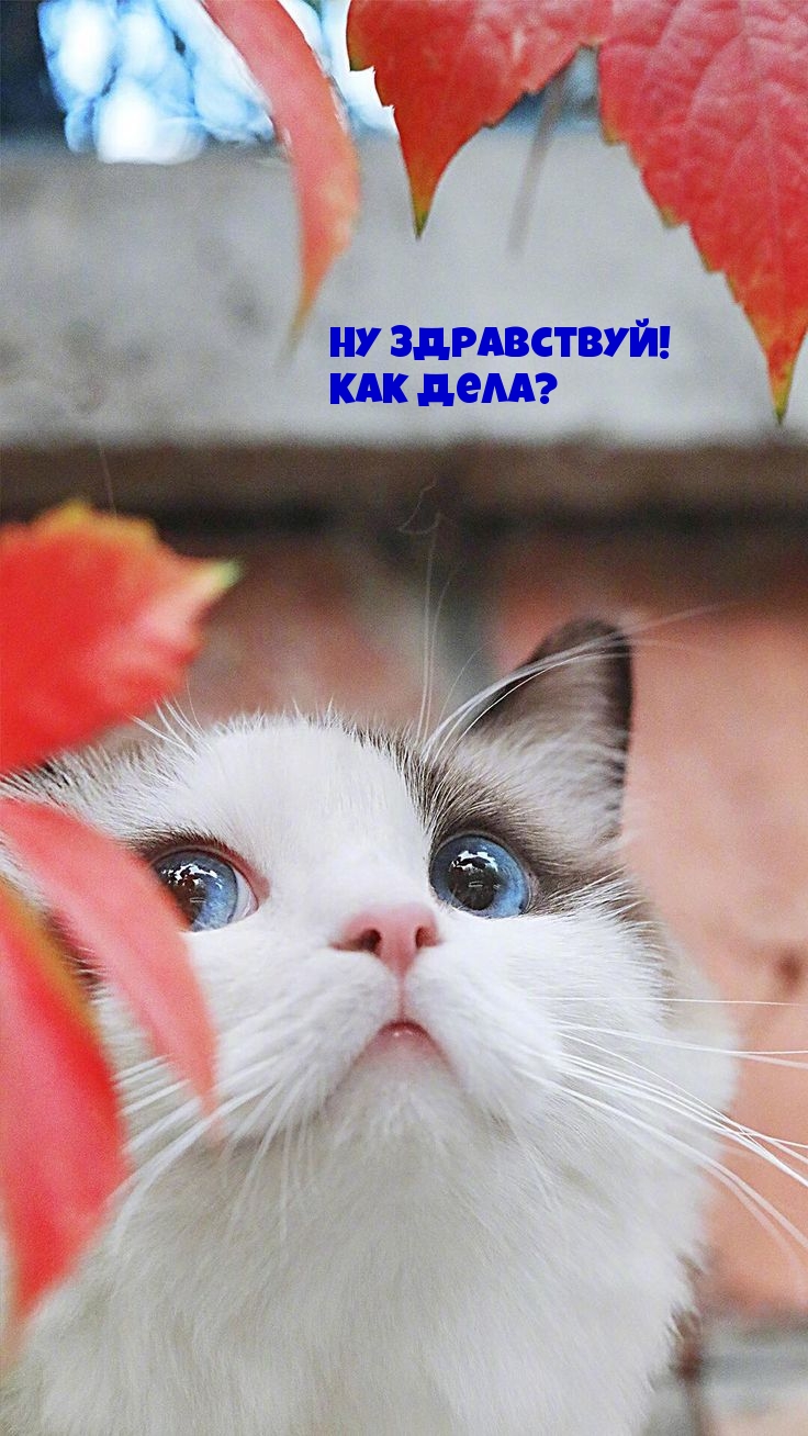 Ну здравствуй! Как дела?